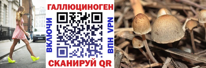 Псилоцибиновые грибы Psilocybine cubensis  Советская Гавань 